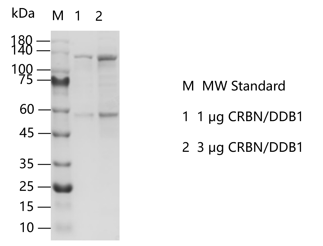 K140530012-CRBN DDB1.png