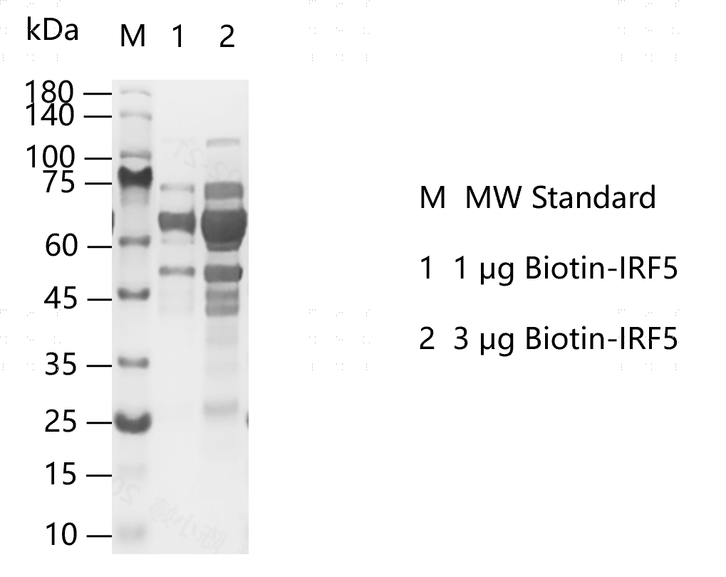 M150115012-Biotin-IRF5.png