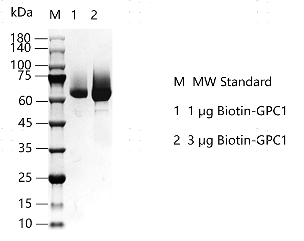 K150725012-Biotin-GPC1.png