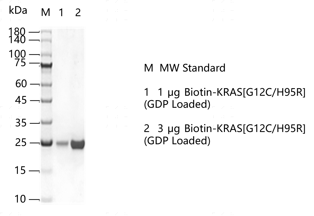 K151113013-Biotin-KRAS[G12C H95R](GDP lo
