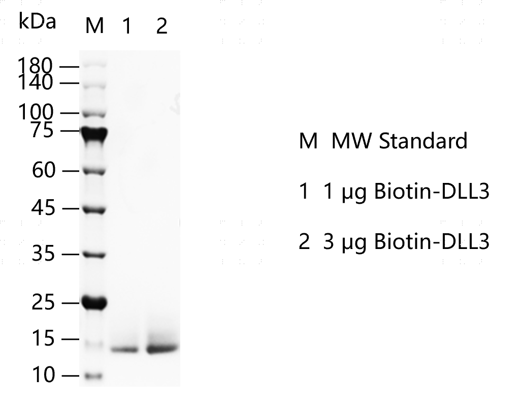 G150528012-Biotin-DLL3.png