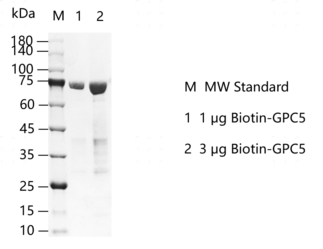 K150731015-Biotin-GPC5.png