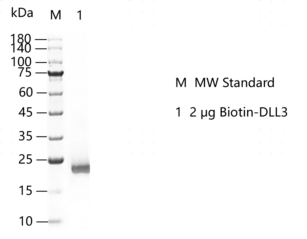 G150530021-Biotin-DLL3.png