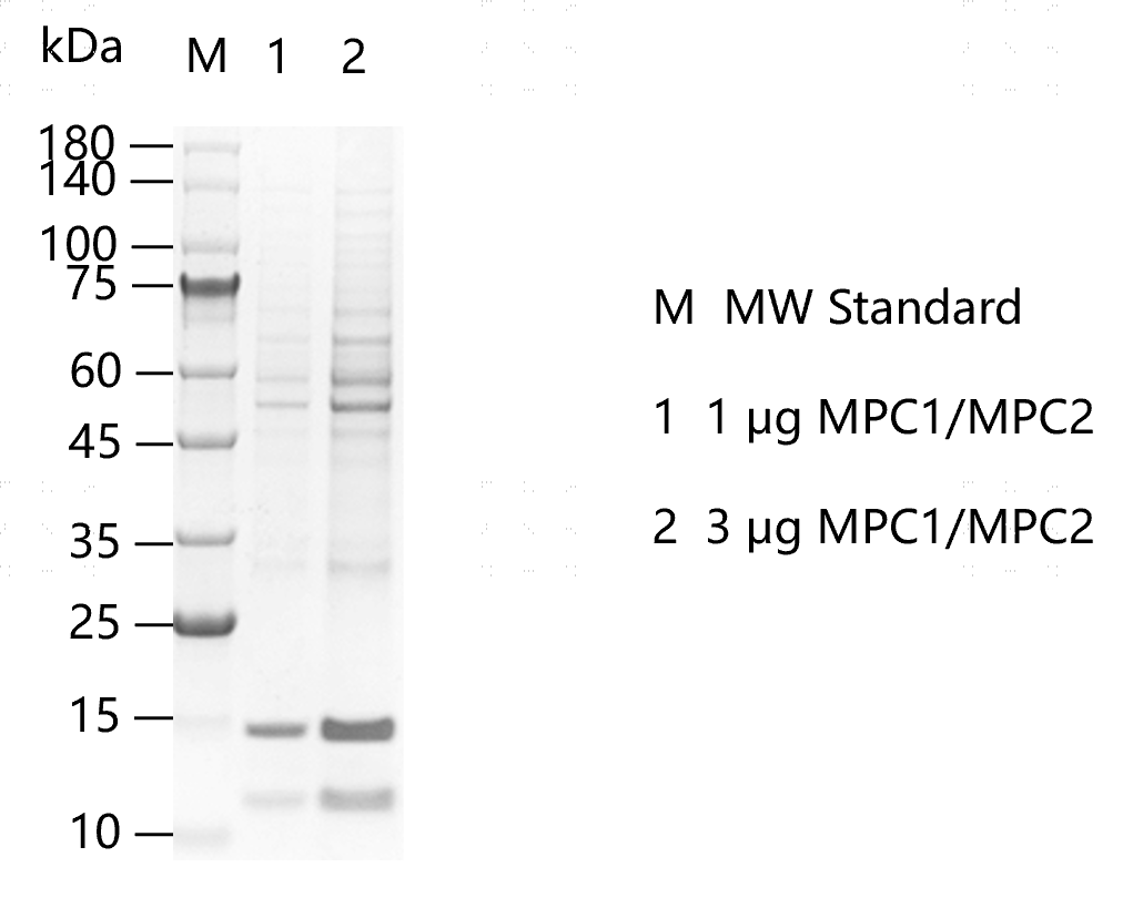 K151229031-MPC1 MPC2.png