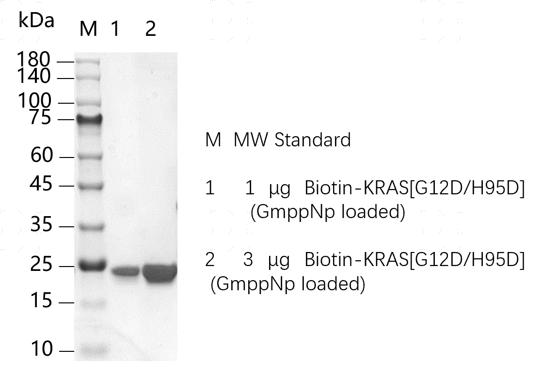 K151120014-Biotin-KRAS[G12D H95D](GmppNp