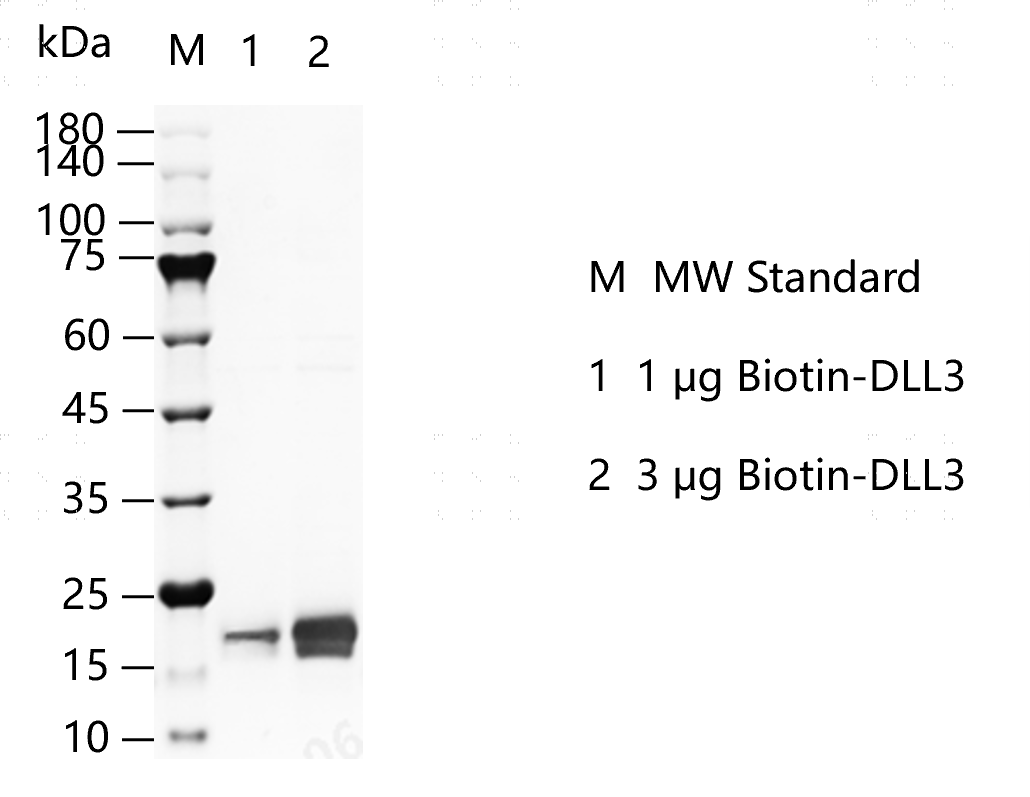 G150528021-Biotin-DLL3.png