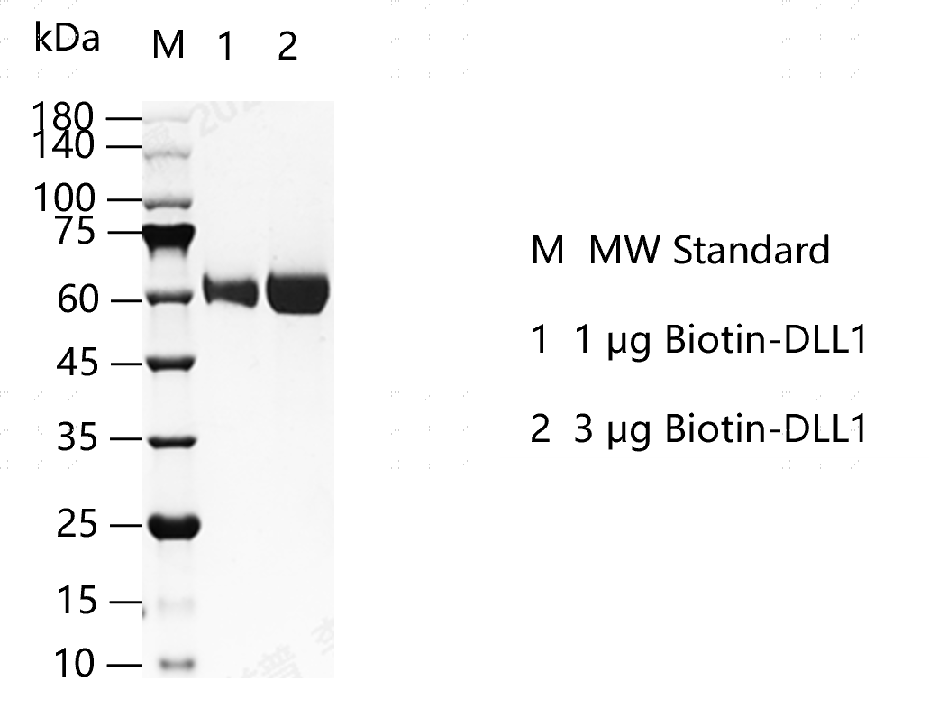 K150528011 -Biotin-DLL1.png