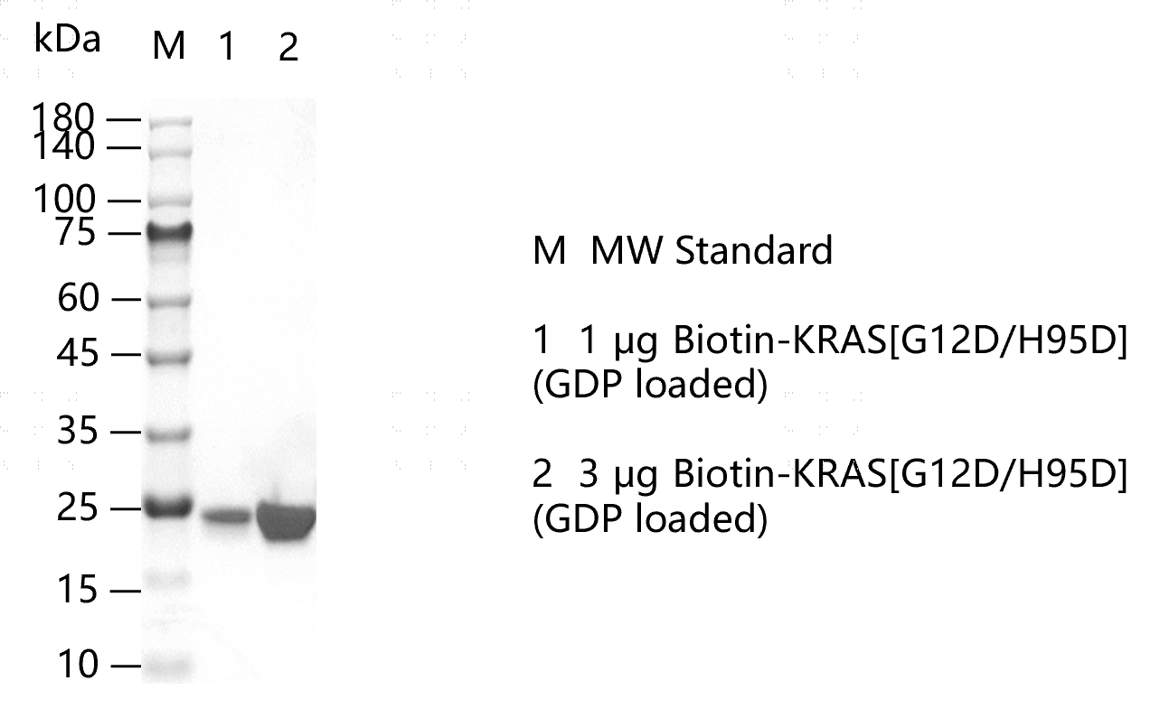 K151120013-Biotin-KRAS[G12D H95D](GDP lo