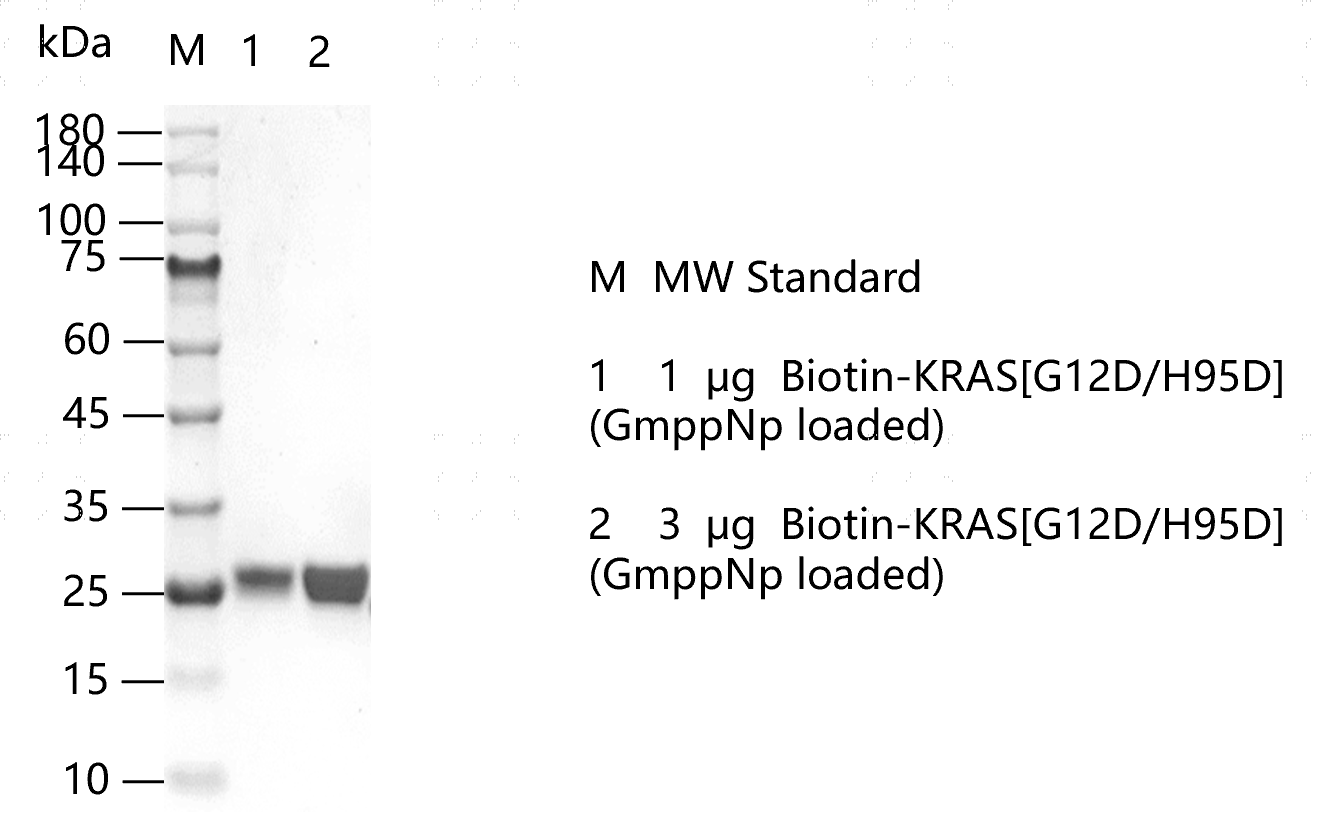 K151120012-Biotin-KRAS[G12D H95D](GmppNp