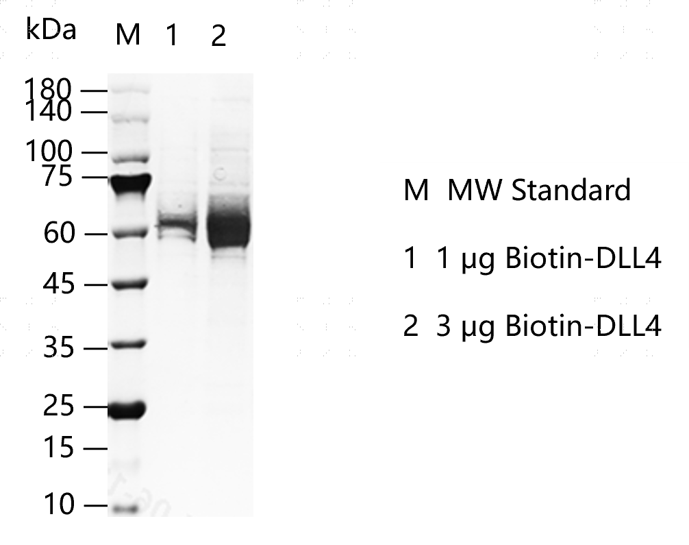 K150528012-Biotin-DLL4.png