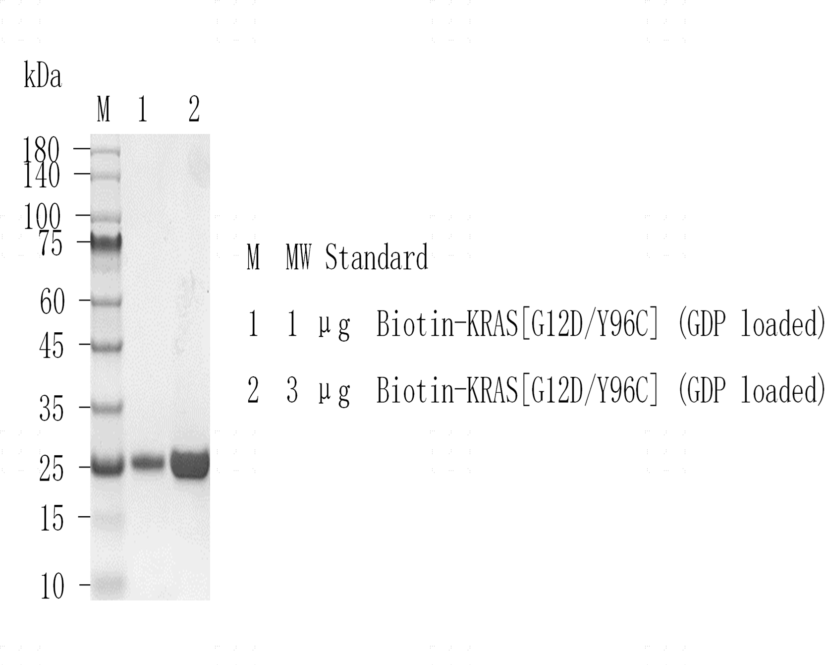 K151205011-Biotin-KRAS[G12D Y96C](GDP lo