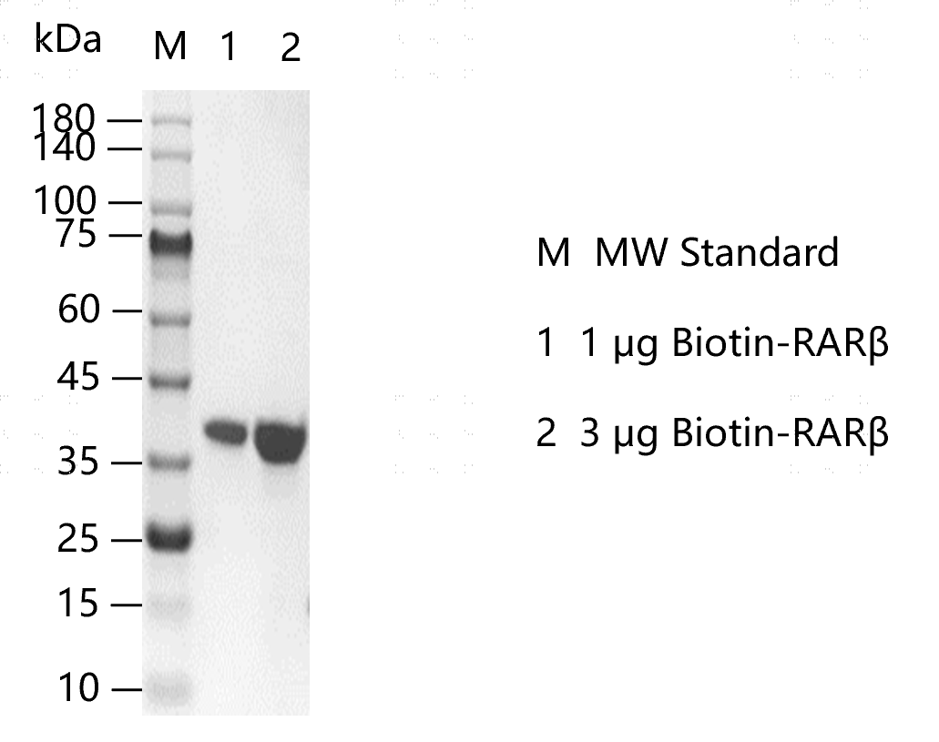 K151126011-Biotin-RARβ.png