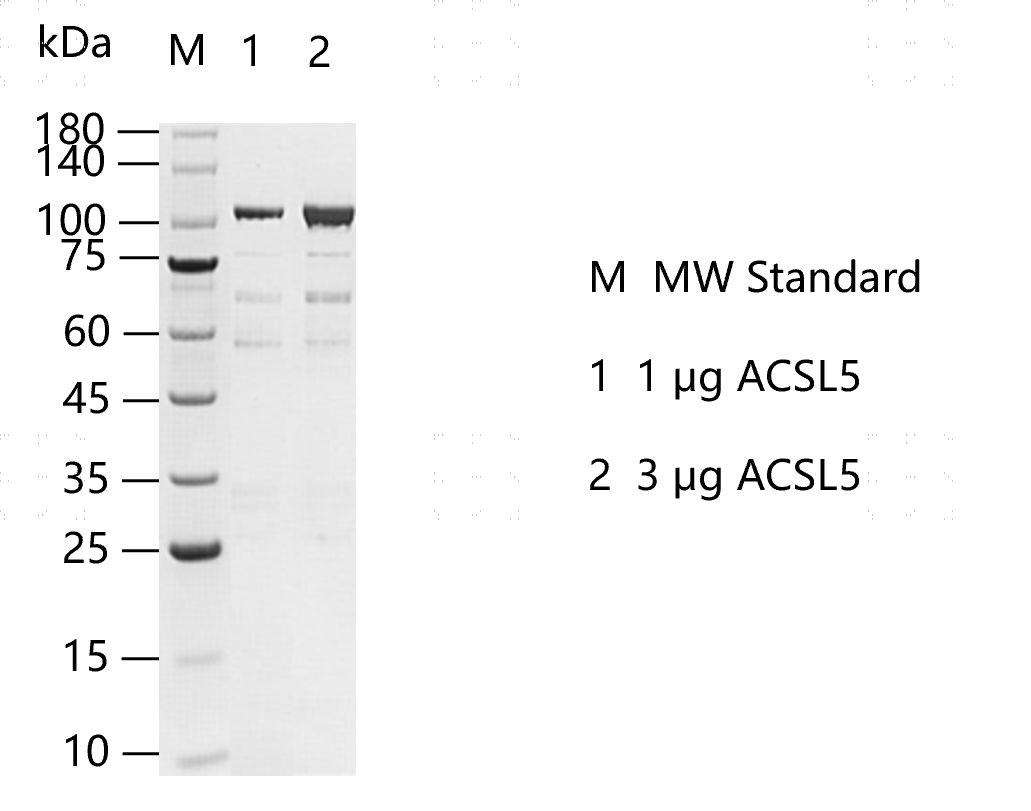 K160209022-ACSL5.png
