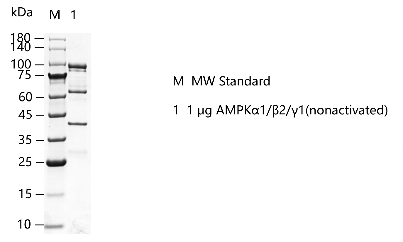 G150821021-AMPKα1 β2 γ1(nonactivated).pn