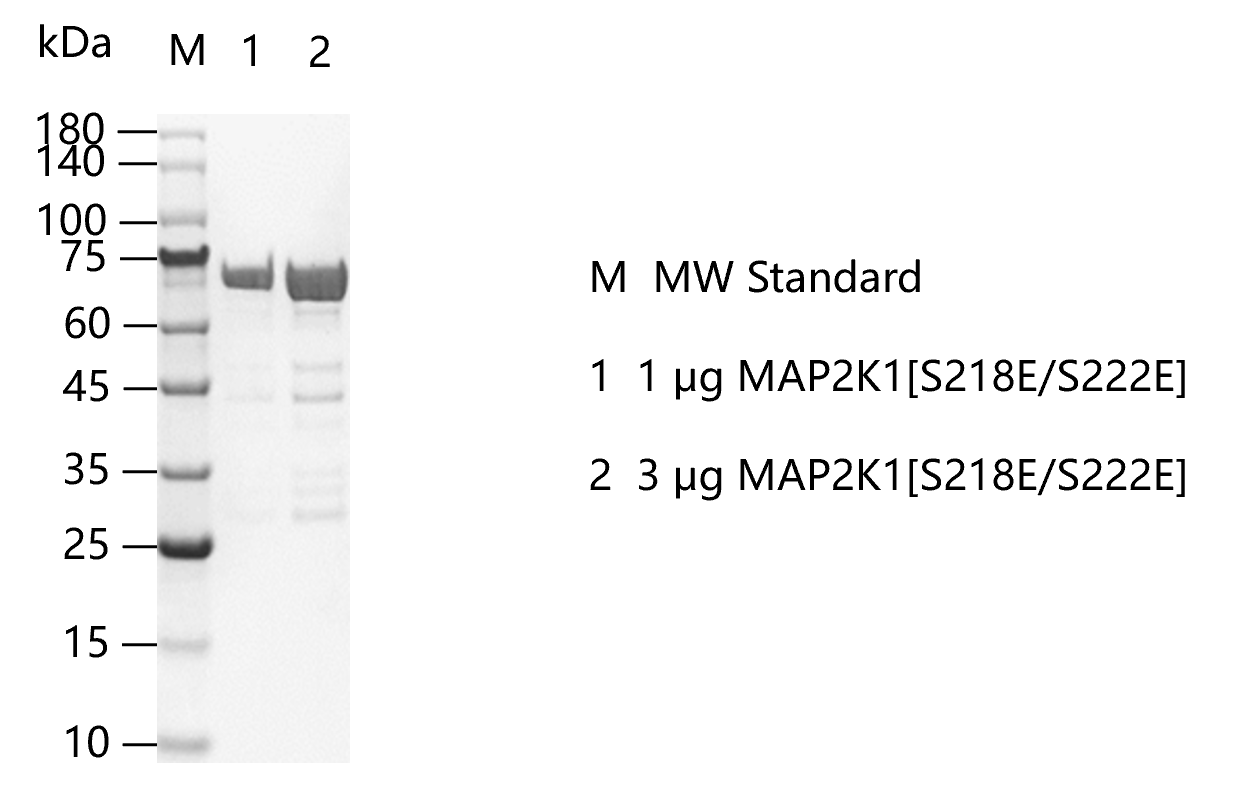 G151224011-MAP2K1[S218E S222E].png