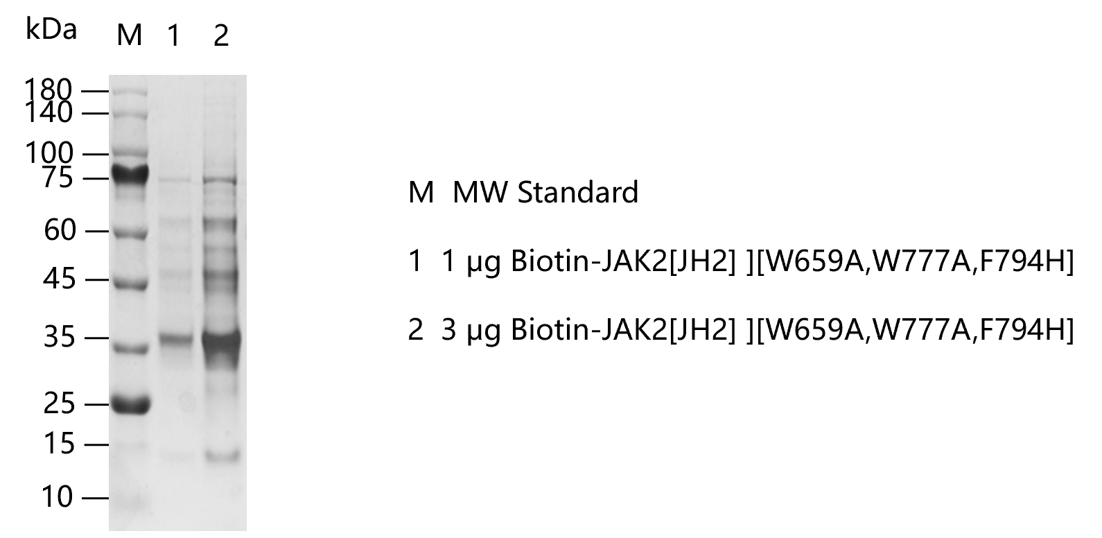 G150314012-Biotin-JAK2[JH2][W659A, W777A