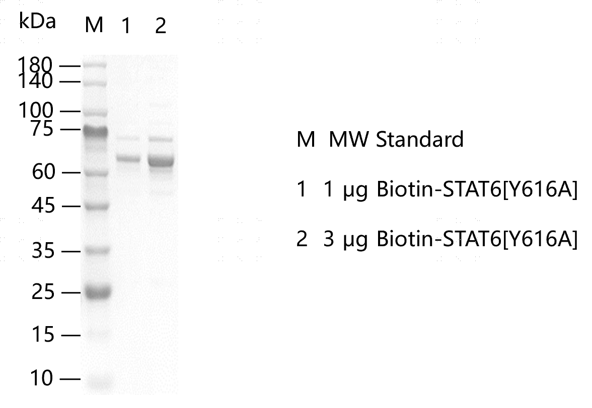 M150910011 -Biotin-STAT6[Y616A].png