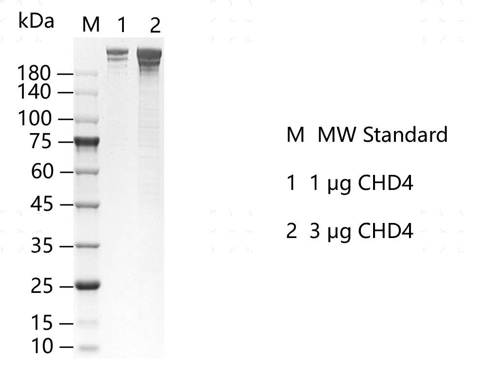 K150812011-CHD4.png