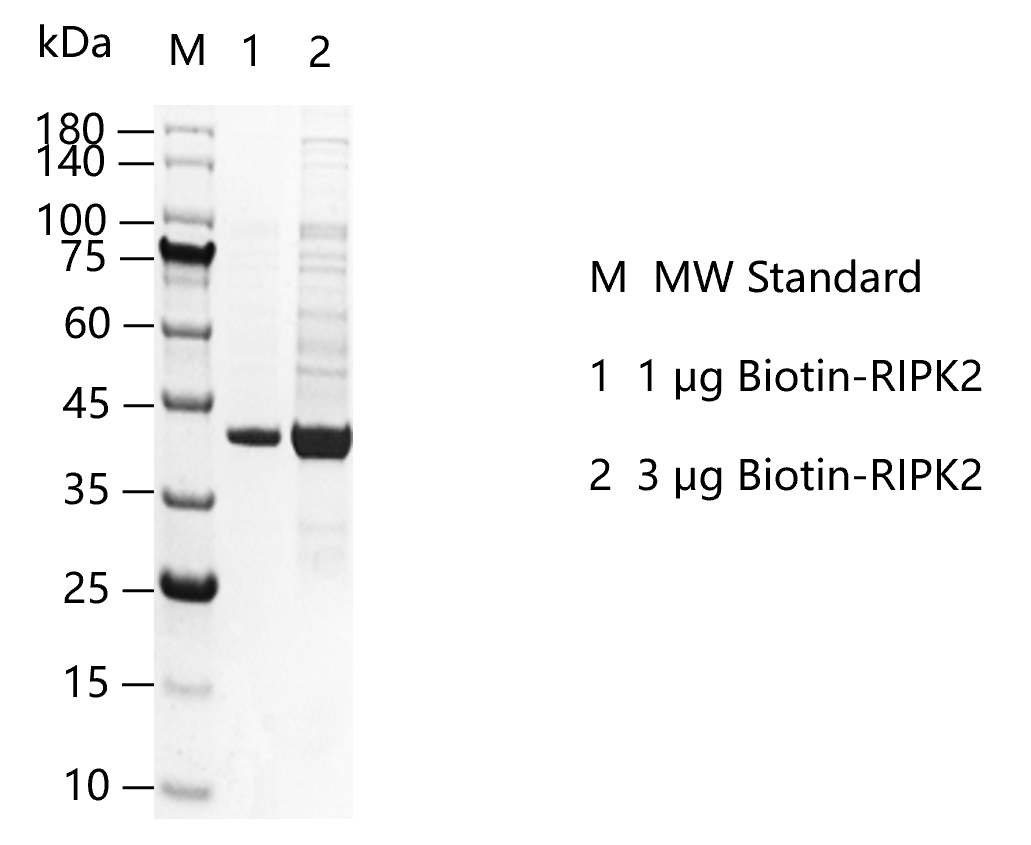 G160210011-Biotin-RIPK2.png