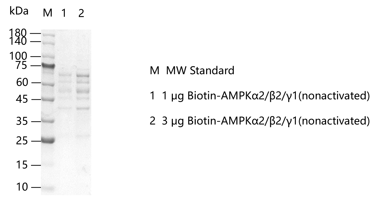 F150917002-Biotin-AMPKα2 β2 γ1(nonactiva