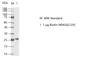 M160224011-Biotin-NRAS[G12V].png