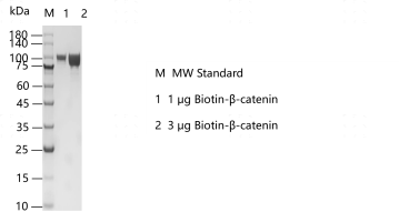 K160416013-Biotin-β-catenin.png