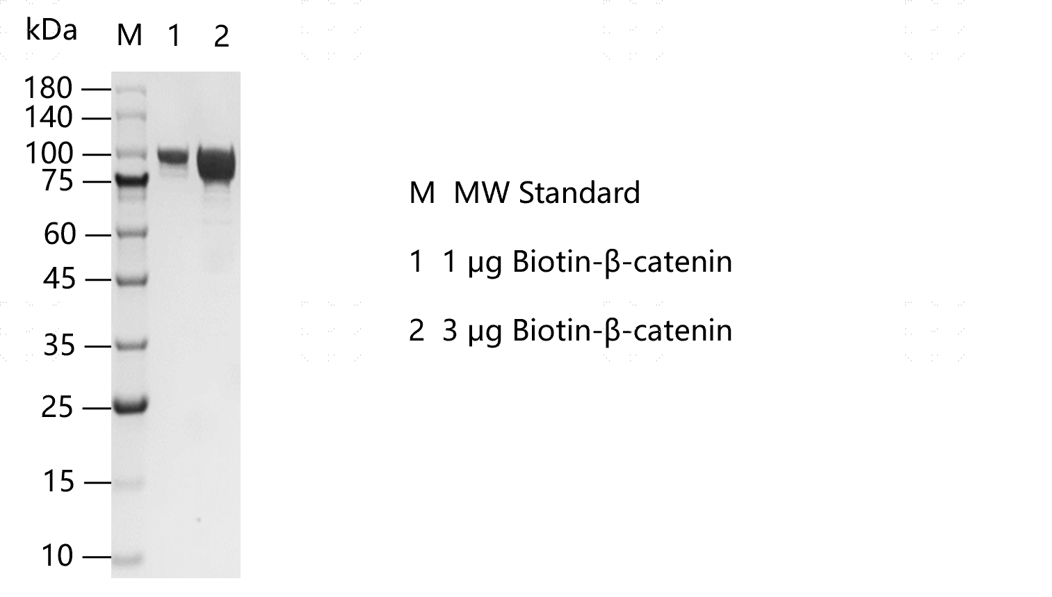K160416012-Biotin-β-catenin.png