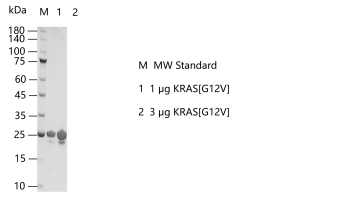 R160702011-KRAS[G12V].png