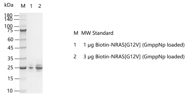 M160127011-Biotin-NRAS[G12V] (GmppNp loa