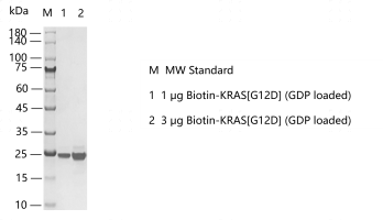 M160227013-Biotin-KRAS[G12D] (GDP loaded