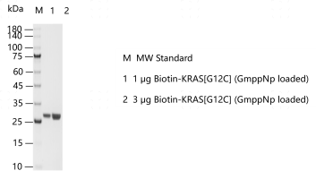 G160701021-Biotin-KRAS[G12C] (GmppNp loa