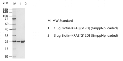 M160324031-Biotin-KRAS[G12D] (GmppNp loa