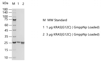 M160331011-KRAS[G12C] ( GmppNp Loaded).p