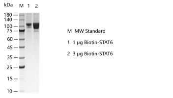 G160228011-Biotin-STAT6.png