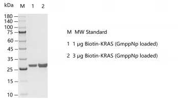 F160701081-Biotin-KRAS (GmppNp loaded).p