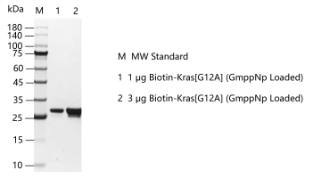 G160730021-Biotin-Kras[G12A] (GmppNp Loa