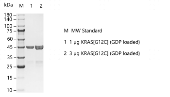 F160707061-KRAS[G12C] (GDP loaded).png