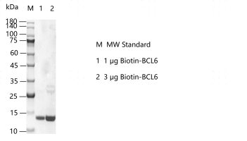 K160209012-Biotin-BCL6.png
