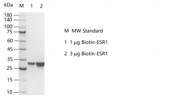 M160310021-Biotin-ESR1.png