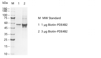 G160324011-Biotin-PDE4B2.png