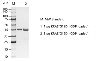 F160623064-KRAS[G12D] (GDP loaded).png
